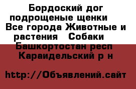 Бордоский дог подрощеные щенки.  - Все города Животные и растения » Собаки   . Башкортостан респ.,Караидельский р-н